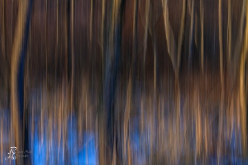 RHO_0093_Wald_Baeume_7147