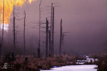 RHO_0095_Wald_Baeume_7264