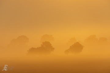 RHO_0096_Wald_Baeume_5032