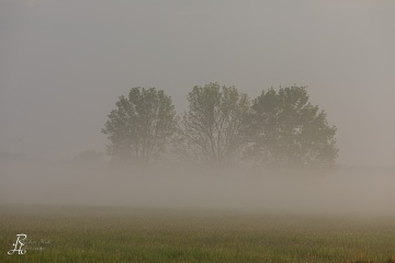 RHO_0097_Wald_Baeume_5039