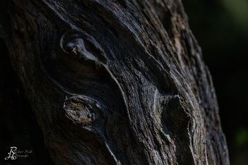RHO_0098_Wald_Baeume_8865