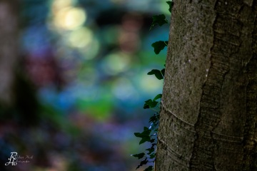 RHO_0099_Wald_Baeume_