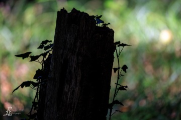 RHO_0100_Wald_Baeume_5027