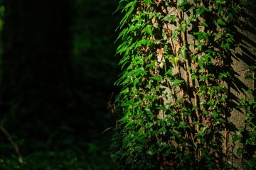 RHO_0101_Wald_Baeume_5100