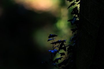 Im Wald