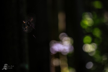 RHO_0103_Wald_Baeume_5123