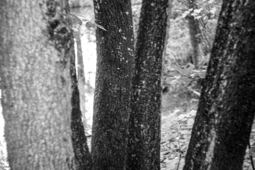 RHO_0104_Wald_Baeume_6929