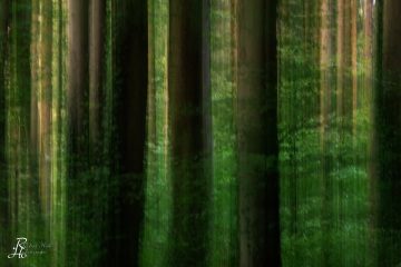 RHO_0106_Wald_Baeume_5729