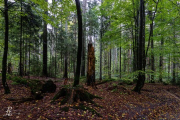 RHO_0107_Wald_Baeume_8889
