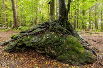 RHO_0108_Wald_Baeume_9155