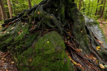 RHO_0109_Wald_Baeume_9159