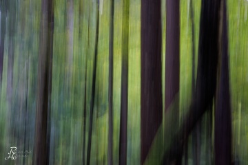 RHO_0110_Wald_Baeume_9615
