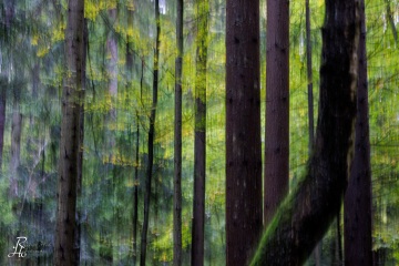 RHO_0111_Wald_Baeume_9616