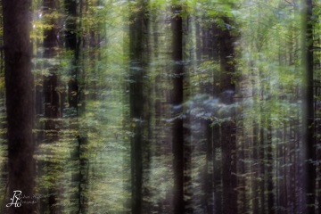 RHO_0112_Wald_Baeume_9651
