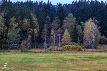 RHO_0114_Wald_Baeume_9870
