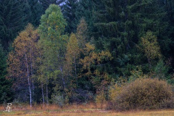 RHO_0115_Wald_Baeume_9899