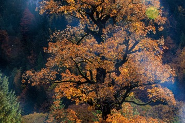 RHO_0116_Wald_Baeume_0125