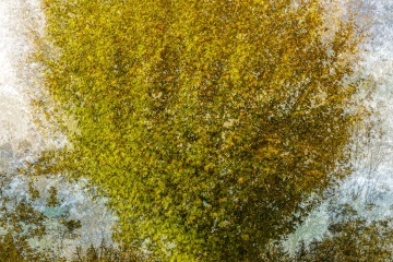 RHO_0118_Wald_Baeume_8794