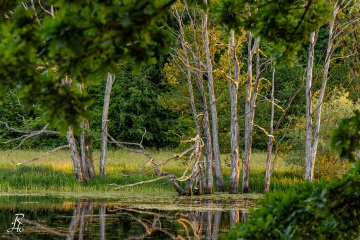 RHO_0121_Wald_Baeume_2182