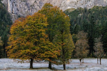 RHO_0123_Wald_Baeume_2420