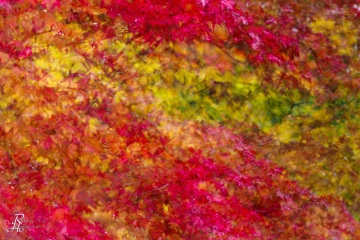 Indian Summer