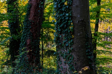 RHO_0126_Wald_Baeume_3878