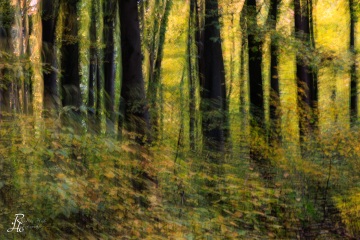 RHO_0128_Wald_Baeume_3939