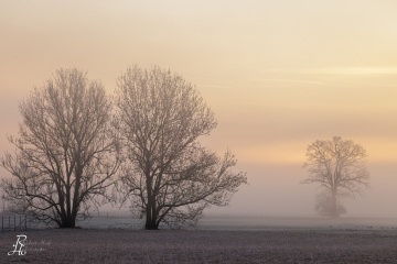 RHO_0129_Wald_Baeume_7812