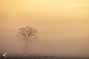 RHO_0130_Wald_Baeume_7820
