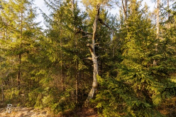 RHO_0132_Wald_Baeume_