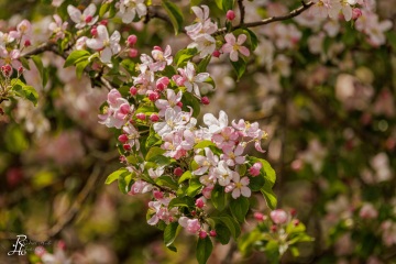 RHO_0139_Wald_Baeume_0118