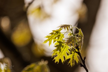 RHO_0140_Wald_Baeume_0127