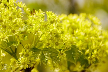 RHO_0141_Wald_Baeume_0142