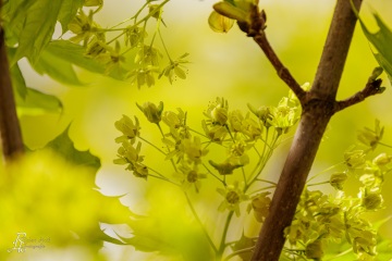RHO_0142_Wald_Baeume_0144