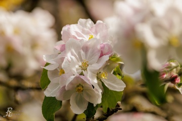 RHO_0144_Wald_Baeume_0161