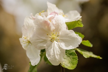 RHO_0145_Wald_Baeume_0188