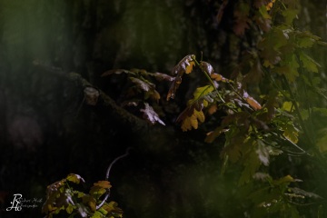 RHO_0147_Wald_Baeume_0276