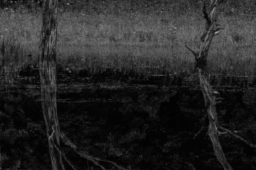 RHO_0149_Wald_Baeume_