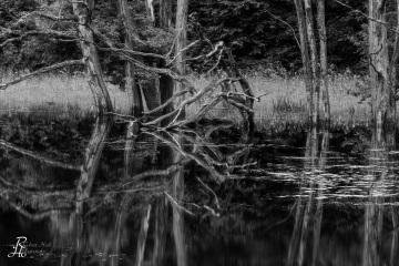 RHO_0150_Wald_Baeume_1382
