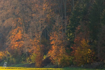 RHO_0154_Wald_Baeume_6489