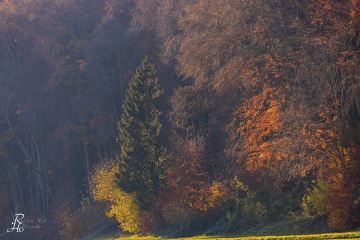 RHO_0155_Wald_Baeume_6496