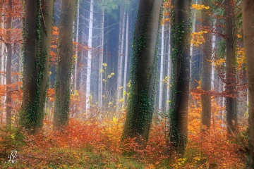 RHO_0156_Wald_Baeume_6710