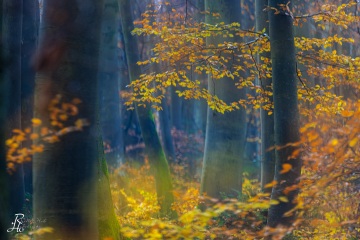 RHO_0157_Wald_Baeume_6737