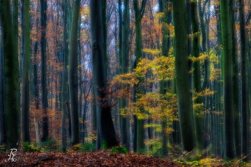 RHO_0158_Wald_Baeume_6754