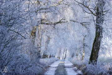 RHO_0159_Wald_Baeume_8218