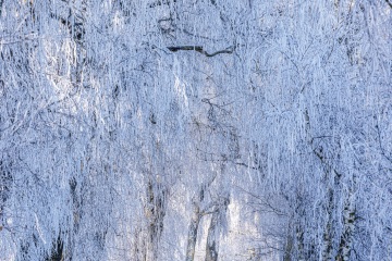 RHO_0160_Wald_Baeume_8242