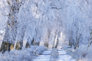 RHO_0161_Wald_Baeume_8254