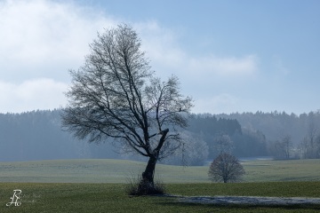 RHO_0163_Wald_Baeume_8370