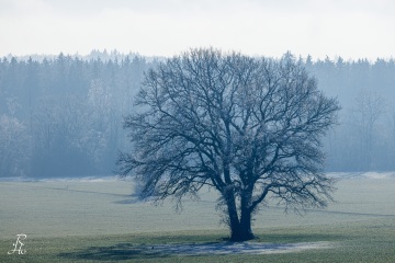 RHO_0164_Wald_Baeume_8379