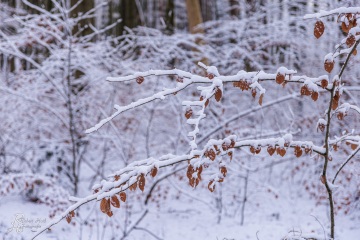 RHO_0166_Wald_Baeume_8599